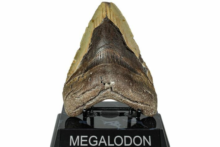 Bargain, Fossil Megalodon Tooth - North Carolina #226515